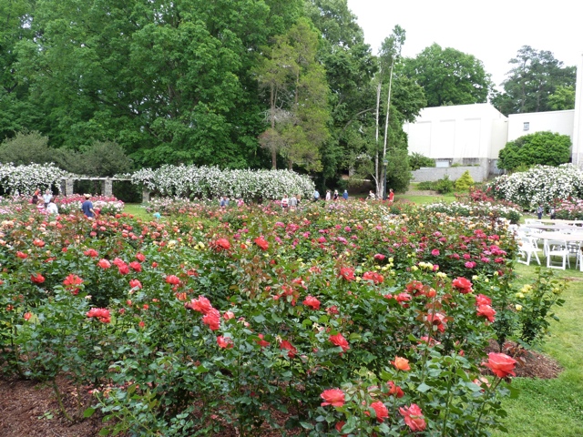 Rose Garden - raleighparks.org